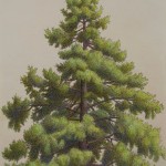 Top of the Pine