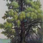 Big Pine at Reid