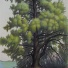 Big Pine at Reid